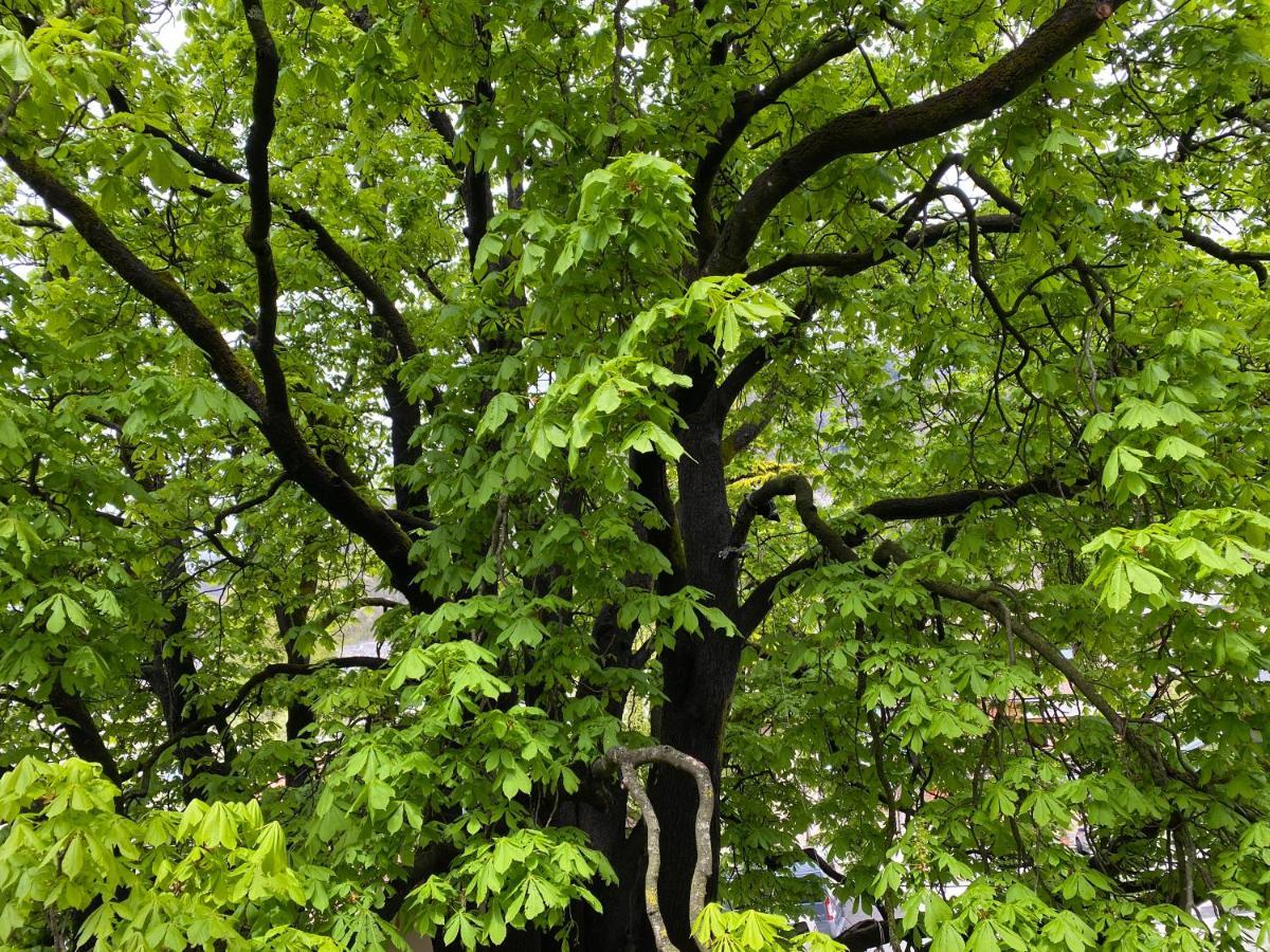 Green Corner Of Bovec - Apartment Bovec Dış mekan fotoğraf
